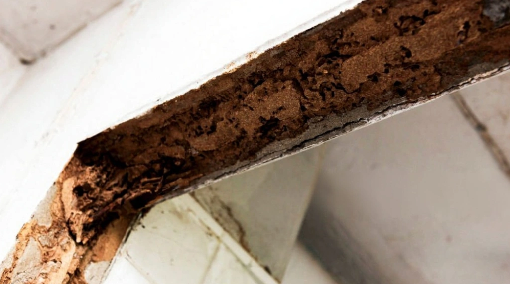 Bahaya Rayap Kayu pada Kusen Pintu & Jendela