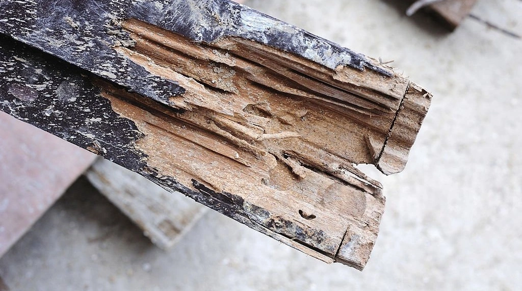 Cara Mengatasi Rayap Kayu pada Pintu & Jendela