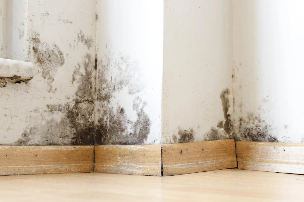 Black Mold Adalah: Penyebab, Ciri, Lokasi, dan Cara Mencegahnya di Rumah